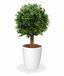 Kunstbaum Buxus rund 25 cm
