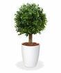 Kunstbaum Buxus rund 25 cm