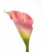 Kunstblume Kala rosa 55 cm pink