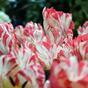 Kunstblume Tulpe rot-weiß 70 cm