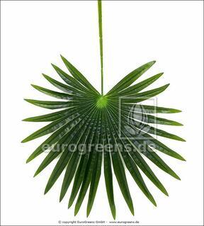 Künstliche Blattpalme Livistona 90 cm
