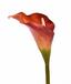 Künstliche Blume Calla orange 55 cm