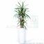 Künstliche Dracena-Pflanze gefüttert mit 140 cm