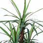 Künstliche Dracena-Pflanze gefüttert mit 140 cm