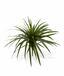 Künstliche Dracena-Pflanze gefüttert mit 50 cm