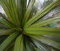 Künstliche Dracena-Pflanze gefüttert mit 50 cm