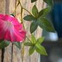 Künstliche Girlande Petunie rosa 180 cm