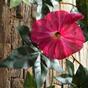 Künstliche Girlande Petunie rosa 180 cm