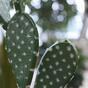 Künstliche Kaktusfeigenpflanze 65 cm