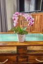 Künstliche Orchidee 43 cm