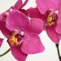 Künstliche Orchideenpflanze lila 80 cm