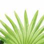 Die künstliche Palme Livistona mini 160 cm
