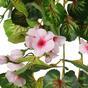 Künstliche Ranke Muskatnuss rosa 60 cm