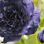 Künstlicher Ast Eustoma blau 80 cm