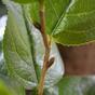Künstlicher Ast Salal 65 cm