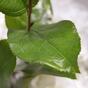 Künstlicher Ast Salal 65 cm