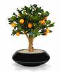Künstlicher Bonsai Zitrone orange 65 cm