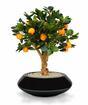 Künstlicher Bonsai Zitrone orange 65 cm