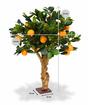 Künstlicher Bonsai Zitrone orange 65 cm