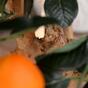 Künstlicher Bonsai Zitrone orange 65 cm