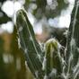 Künstlicher Kaktus Tetragonus 35 cm