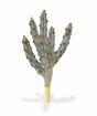Künstlicher Kaktus Tetragonus Brown 35 cm