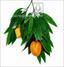 Künstlicher Mangozweig mit Früchten