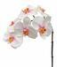 Künstlicher Orchideenzweig rosa-weiß 55 cm