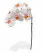 Künstlicher Orchideenzweig rosa-weiß 55 cm
