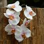 Künstlicher Orchideenzweig rosa-weiß 55 cm