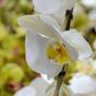 Künstlicher Orchideenzweig weiß 110 cm