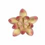 Künstliche Sukkulente Lotus Crassula Capitella 10 cm