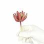 Künstliche Sukkulente Lotus Crassula Capitella 10 cm