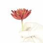 Künstliche Sukkulente Lotus Eševéria bordorot 10,5 cm