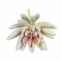 Künstlicher Sukkulente Lotus Echeveria weiß 10,5 cm