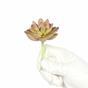 Künstliche Sukkulente Lotus Graptopetalum 9,5 cm