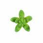 Künstliche Sukkulente Lotus Sedum 10 cm