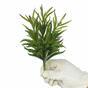 Künstlicher Zweig Dianthus grün 17,5 cm