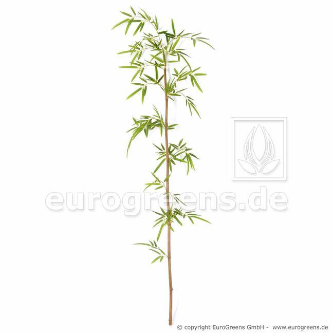 Künstlicher Zweig Japanischer Bambus 150 cm