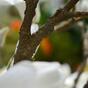 Künstlicher Zweig Magnoliencreme 100 cm