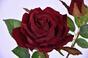 Künstlicher Zweig Rose bordeaux 60 cm