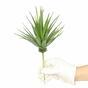 Die künstliche Pflanze Agave grün 20 cm