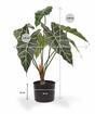 Kunstpflanze Allocasia Amazonica 60 cm