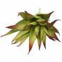 Die künstliche Pflanze Aloe rot 13,5 cm