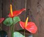 Kunstpflanze Anthurie rot 40 cm