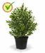 Kunstpflanze Buxus 30 cm