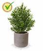 Kunstpflanze Buxus 30 cm