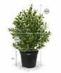 Kunstpflanze Buxus 30 cm