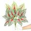 Die künstliche Pflanze Caladium mehrfarbig 50 cm