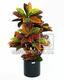 Kunstpflanze Crotone 90 cm